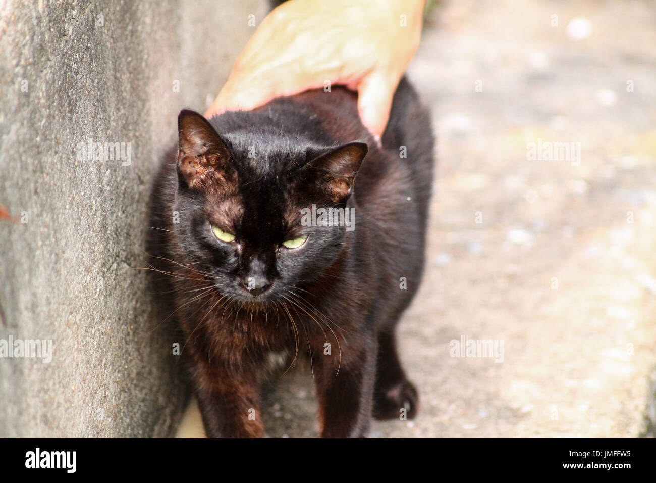 Nero scontroso gatto Foto Stock