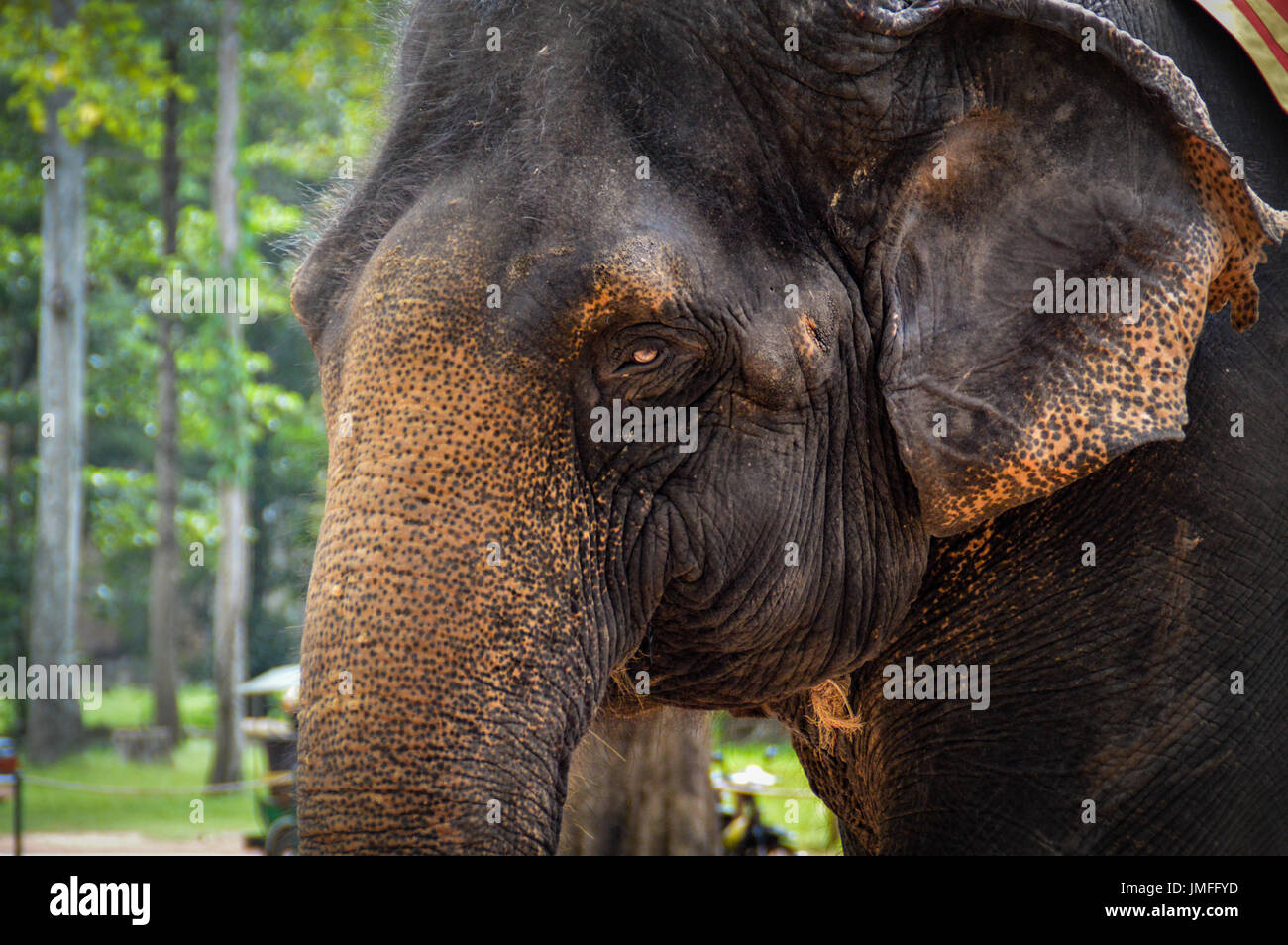 elefante asiatico Foto Stock