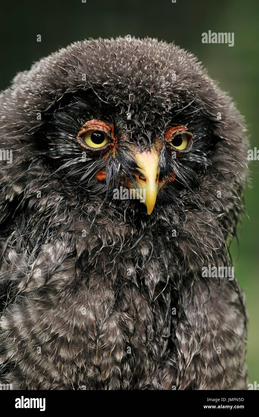 Giovani grande gufo grigio / (Strix nebulosa) / grande gufo grigio | Bartkauz, Jungvogel / (Strix nebulosa) Foto Stock