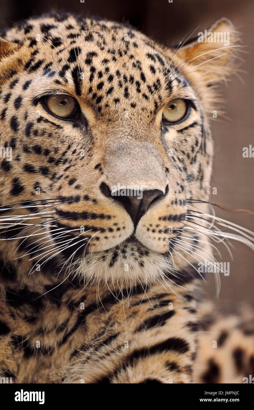 Leopardo persiano / (Panthera pardus ciscaucasica, Panthera pardus saxicolor) Foto Stock
