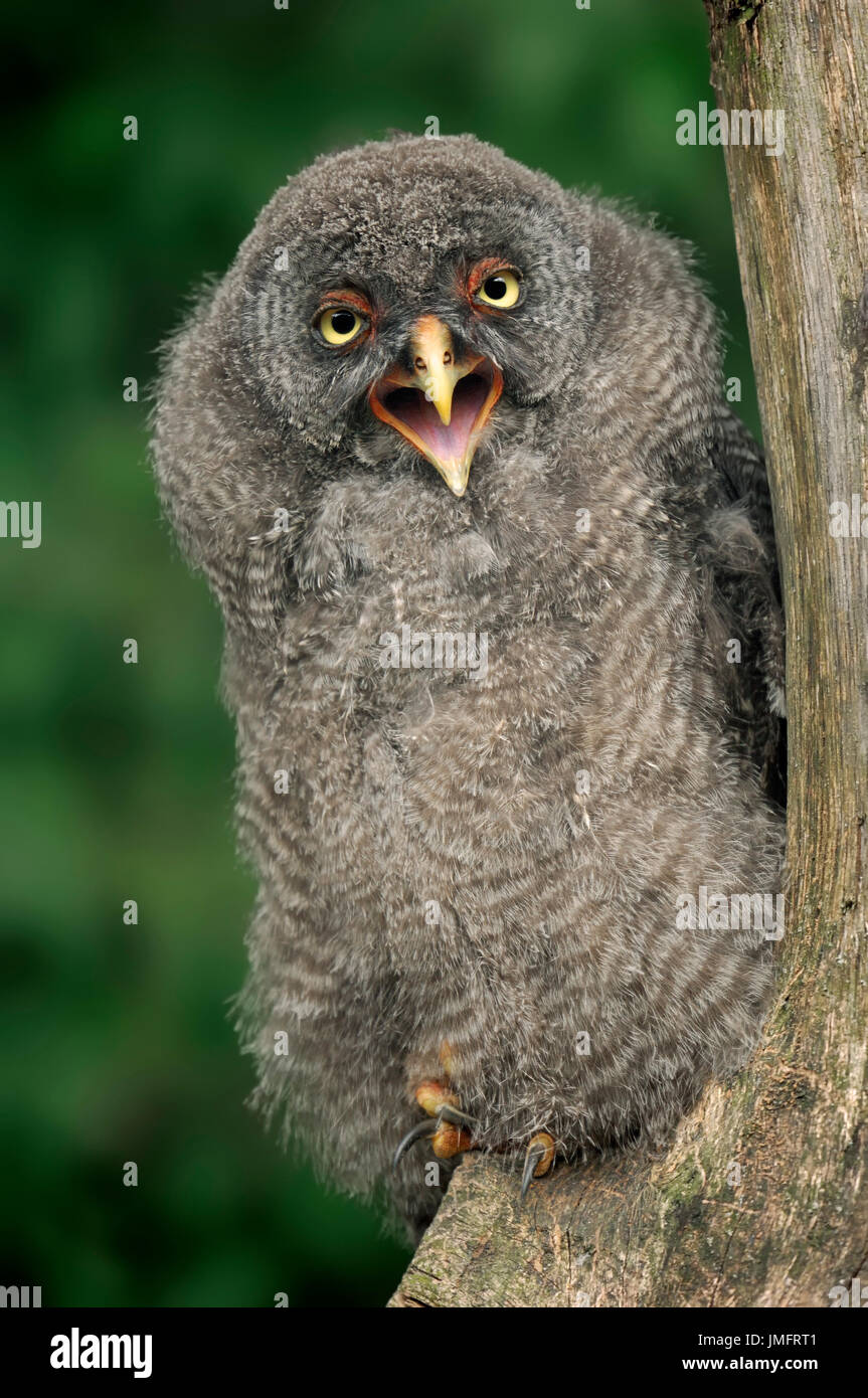 Giovani grande gufo grigio / (Strix nebulosa) / grande gufo grigio | Bartkauz, Jungvogel / (Strix nebulosa) Foto Stock