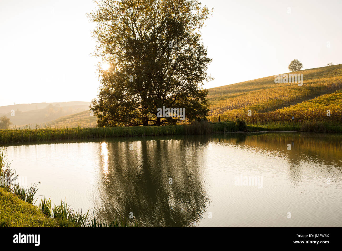 L'Italia, Piemonte, Langhe, vigneti attorno a Barolo in autunno Foto Stock