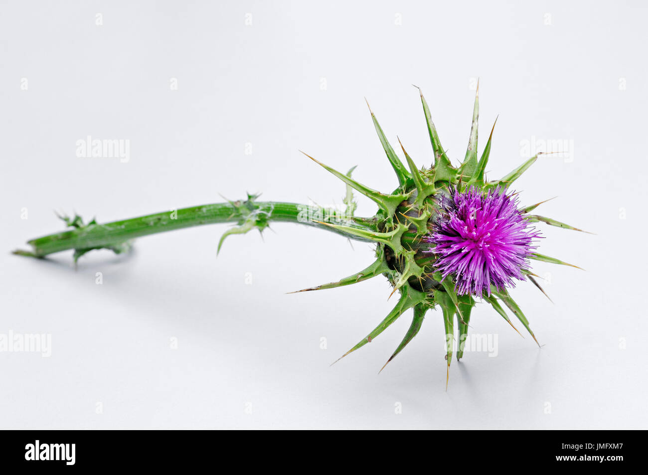 Cardo / (Silybum marianum, Carduus Marianus) / Il nostro Cardo Mariano | Mariendistel / (Silybum marianum Carduus Marianus) Foto Stock