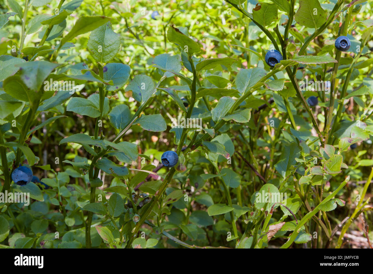 Vista ravvicinata di ripe mirtilli (Vaccinium myrtillus) sulla bussola contro fresco sfondo verde modello di rilascio: No. Proprietà di rilascio: No. Foto Stock