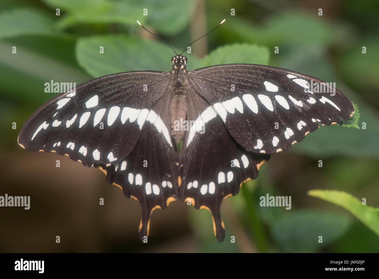 Un adulto di Costantino a farfalla a coda di rondine Foto Stock