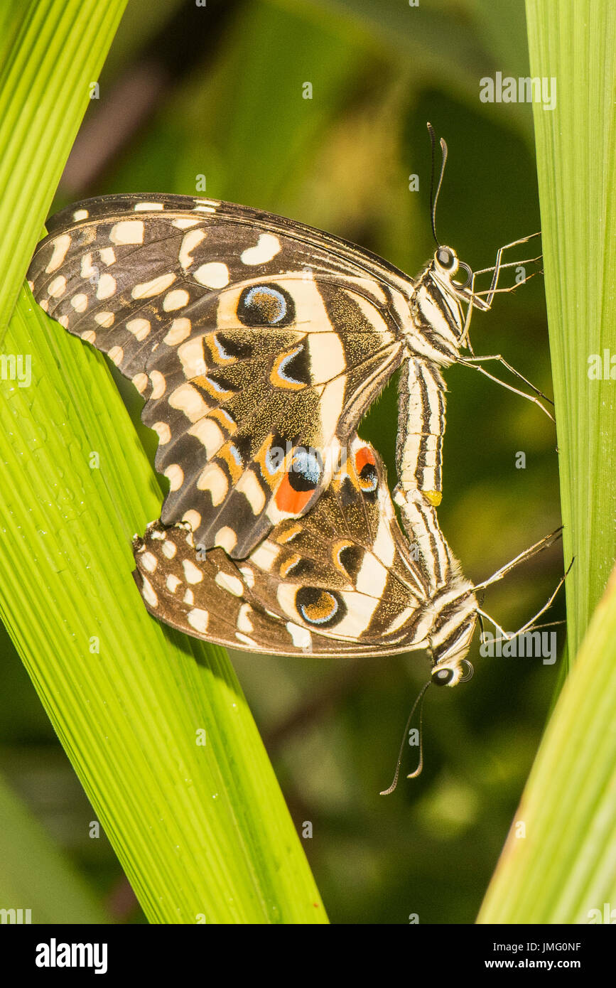 La coda di rondine di agrumi butterfly Foto Stock