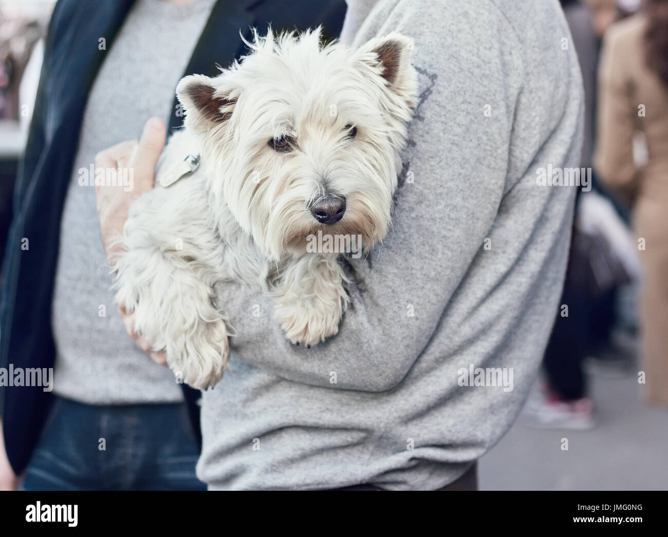 Carino West Highland White Terrier sulle mani di un uomo, passeggiate in luogo pubblico Foto Stock
