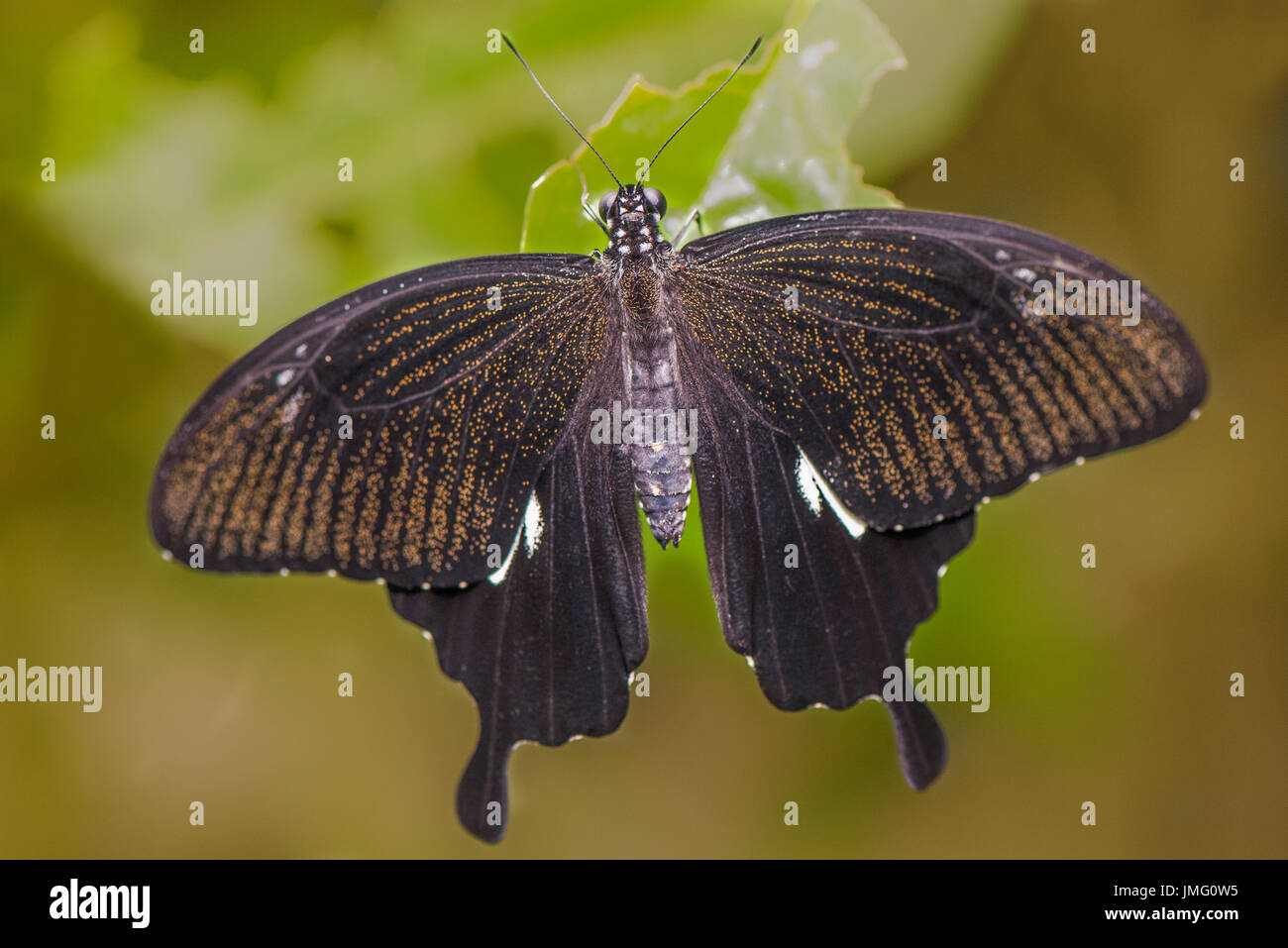 Un adulto giallo Helen butterfly Foto Stock