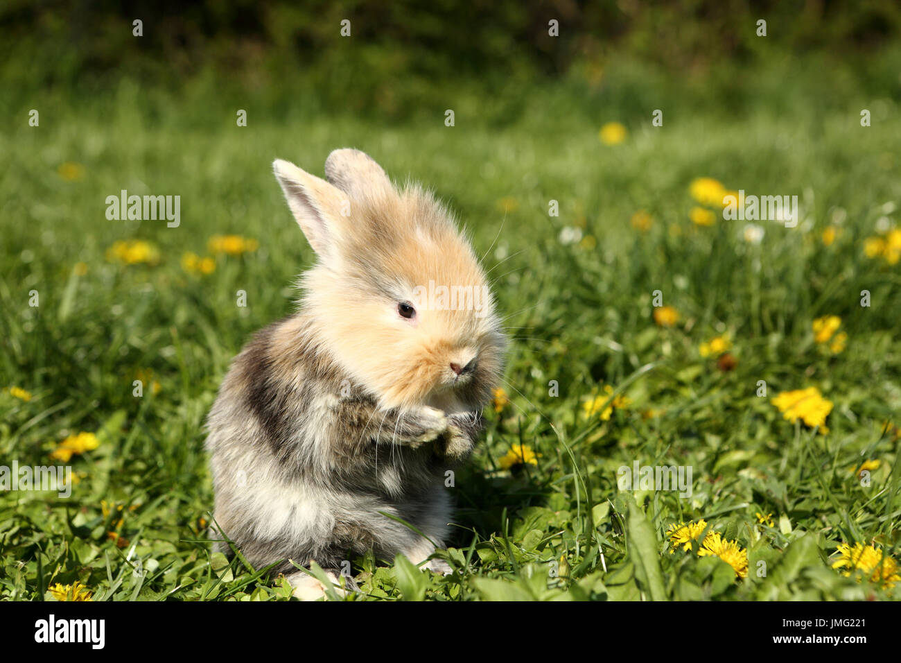 Coniglio nano. Giovane seduto su un prato fiorito, toelettatura. Germania Foto Stock