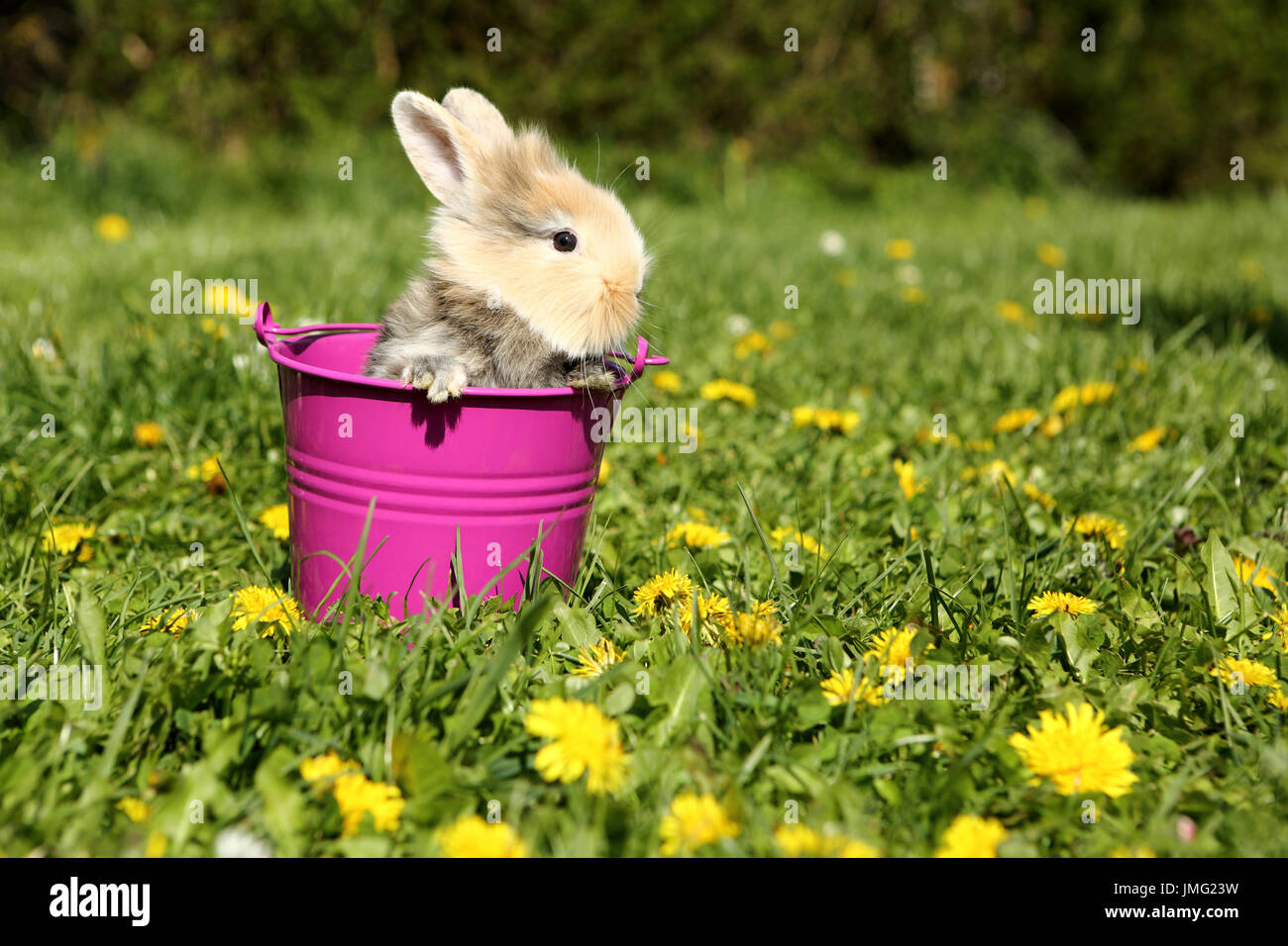 Coniglio nano. Giovane seduto in un viola la benna su un prato fiorito. Germania Foto Stock