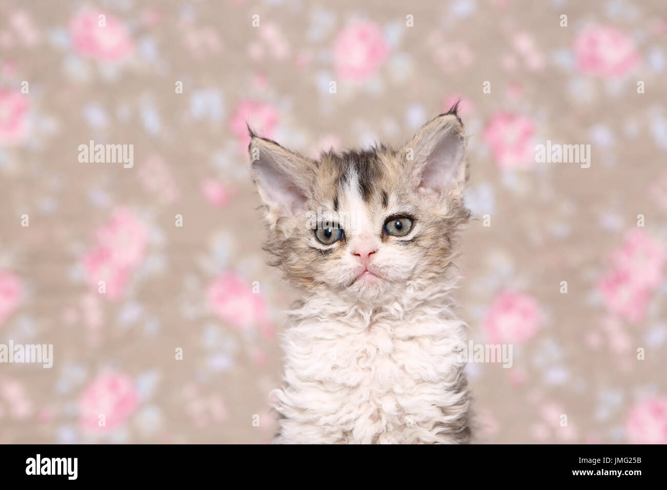 Selkirk Rex. Kitten (6 settimane di età) seduta, ritratto. Studio Immagine visto contro un disegno floreale di carta da parati. Germania Foto Stock