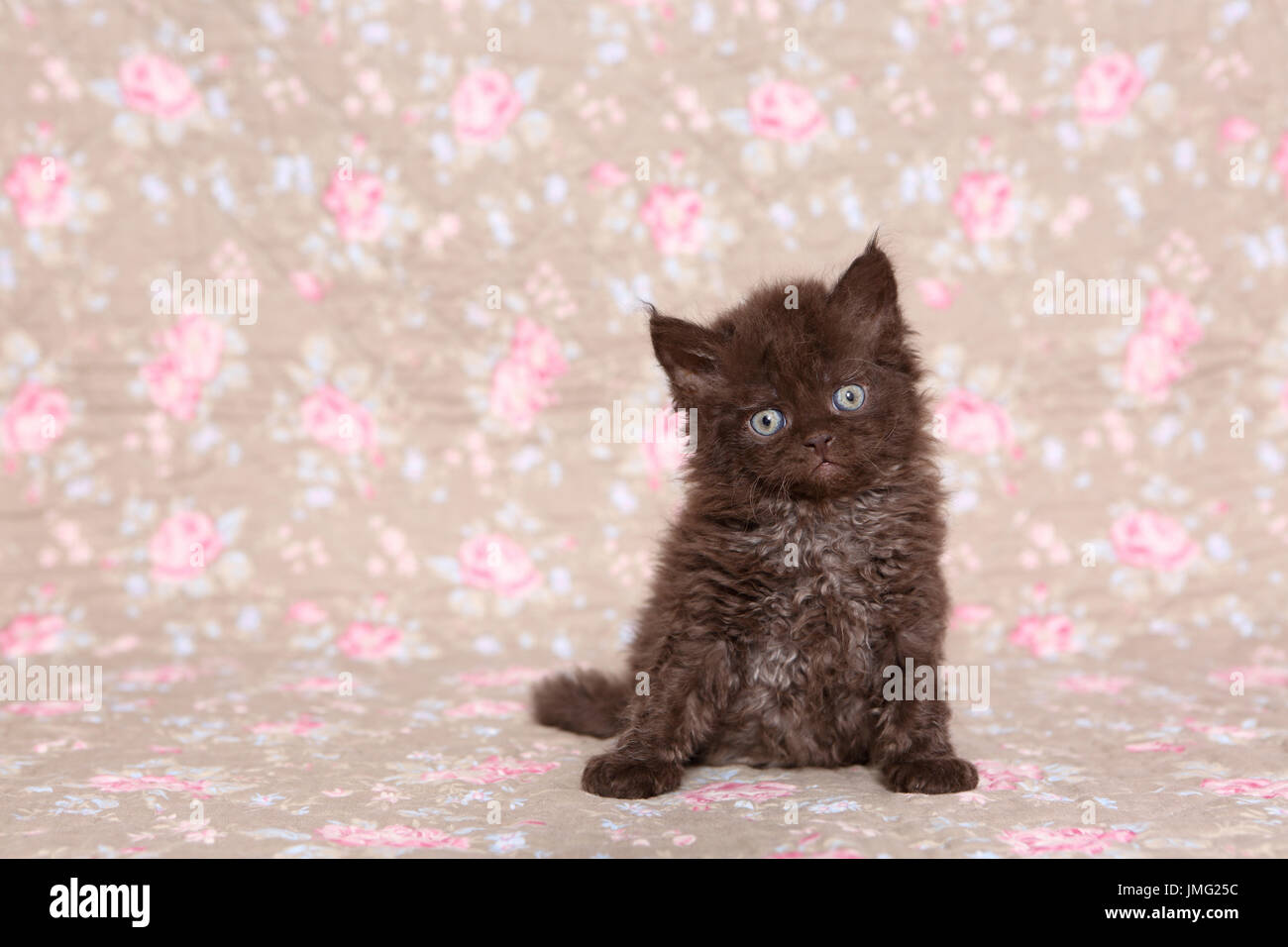 Selkirk Rex. Kitten (6 settimane di età) seduta. Studio Immagine visto contro un disegno floreale di carta da parati. Germania Foto Stock