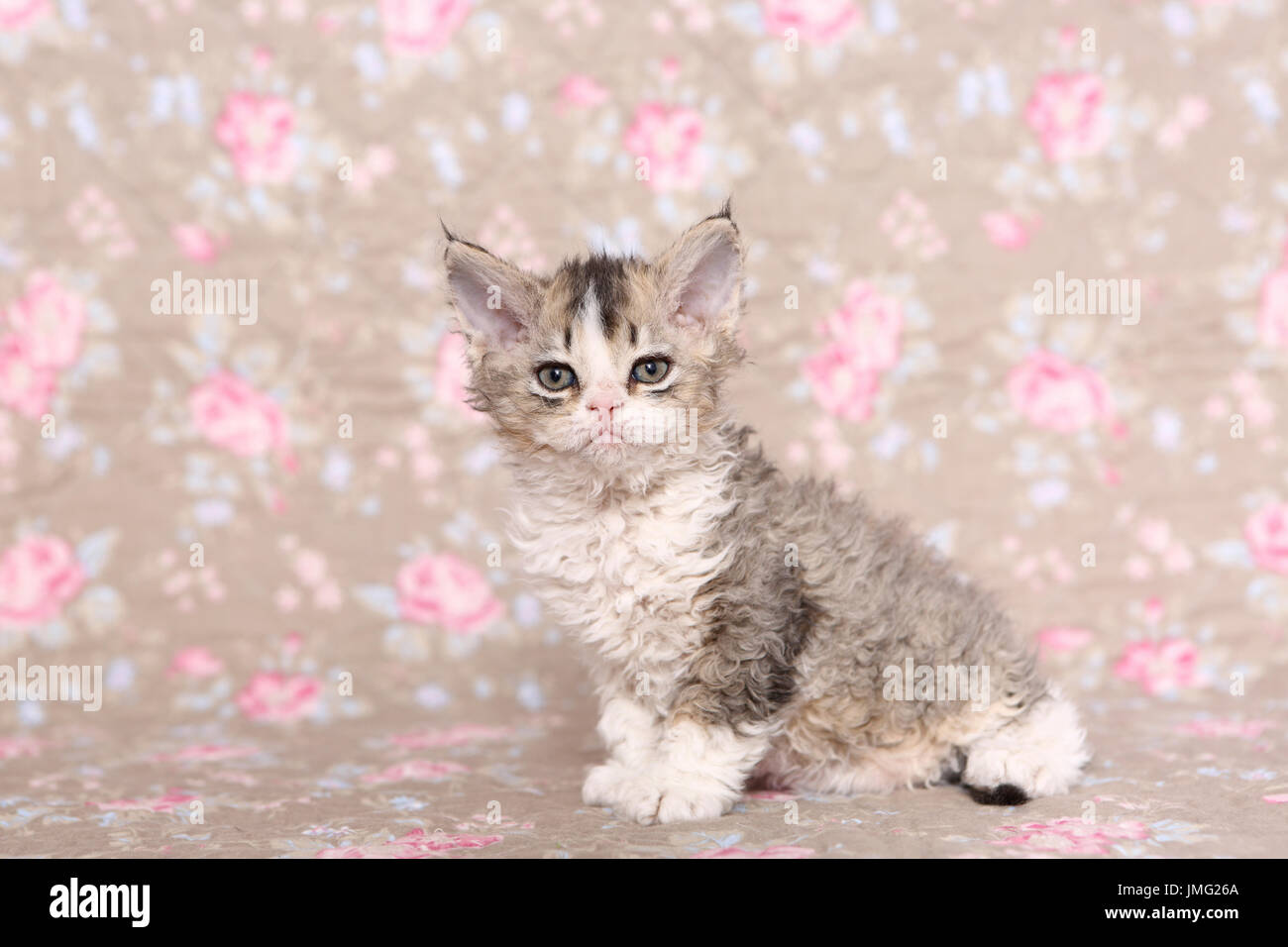 Selkirk Rex. Kitten (6 settimane di età) seduta. Studio Immagine visto contro un disegno floreale di carta da parati. Germania Foto Stock