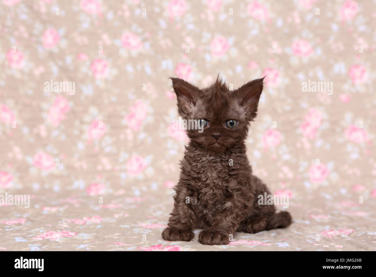 Selkirk Rex. Kitten (6 settimane di età) seduta. Studio Immagine visto contro un disegno floreale di carta da parati. Germania Foto Stock