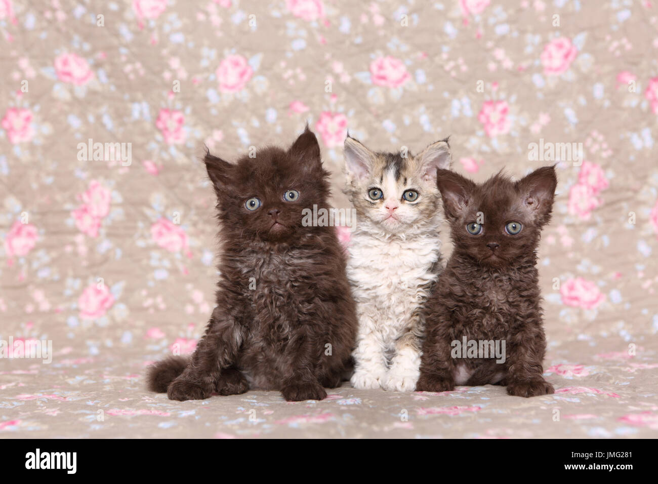 Selkirk Rex. Tre gattini (6 settimane di età) seduta. Studio Immagine visto contro un disegno floreale di carta da parati. Germania Foto Stock