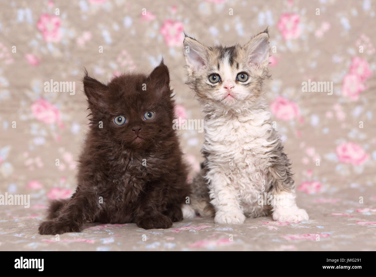 Selkirk Rex. Due cuccioli (6 settimane di età) seduta. Studio Immagine visto contro un disegno floreale di carta da parati. Germania Foto Stock