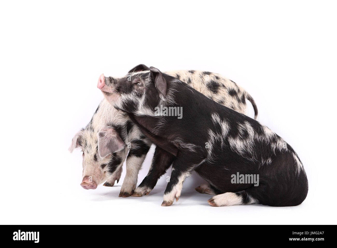 Turopolje maiale. Due porcellini: uno in piedi, una sola seduta. Studio Immagine contro uno sfondo bianco. Germania Foto Stock
