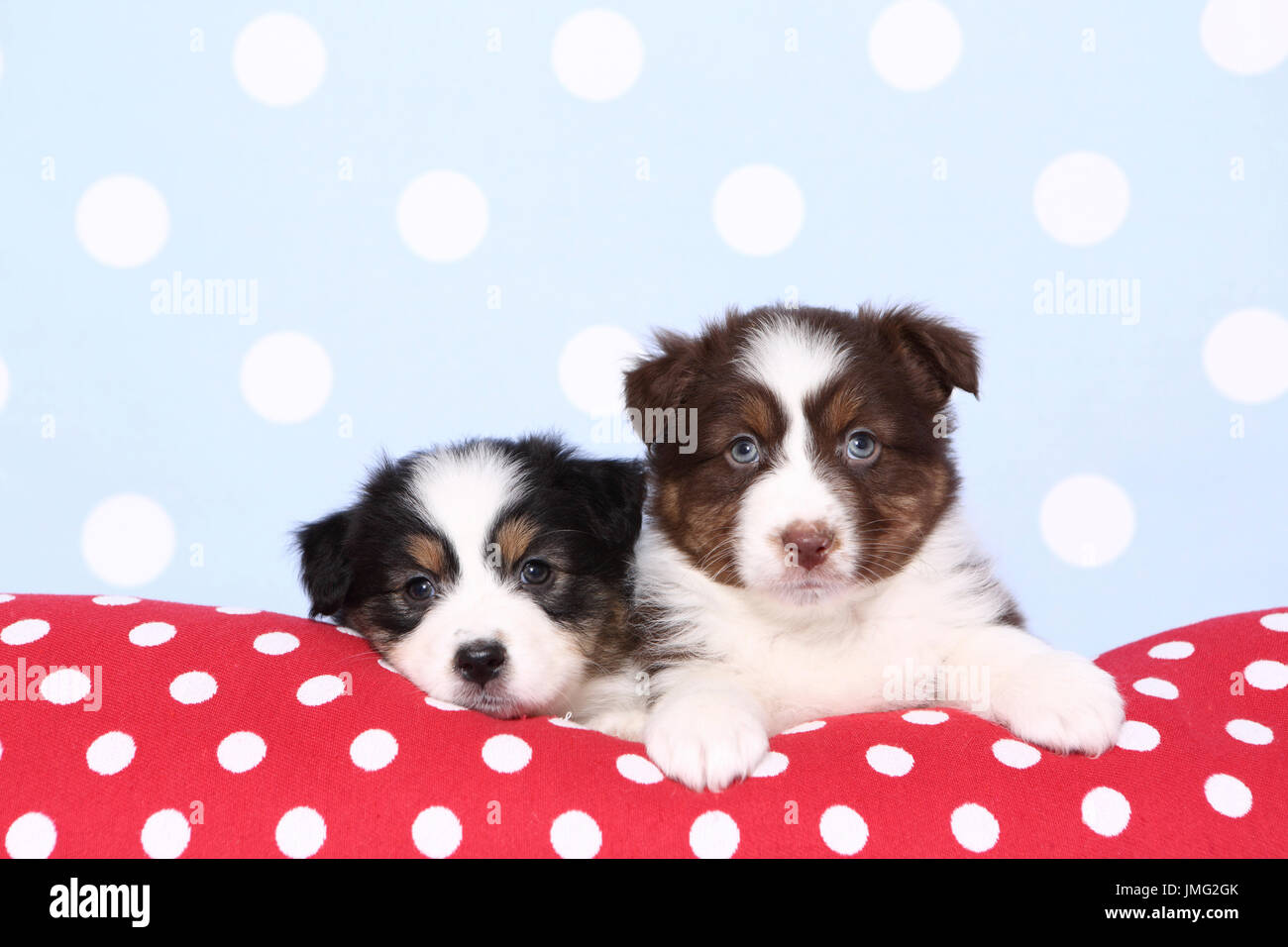 Pastore australiano. Due cuccioli (6 settimane di età) giacente su un rosso cushiont con il bianco a pois. Studio Immagine contro uno sfondo blu con il bianco a pois. Germania Foto Stock