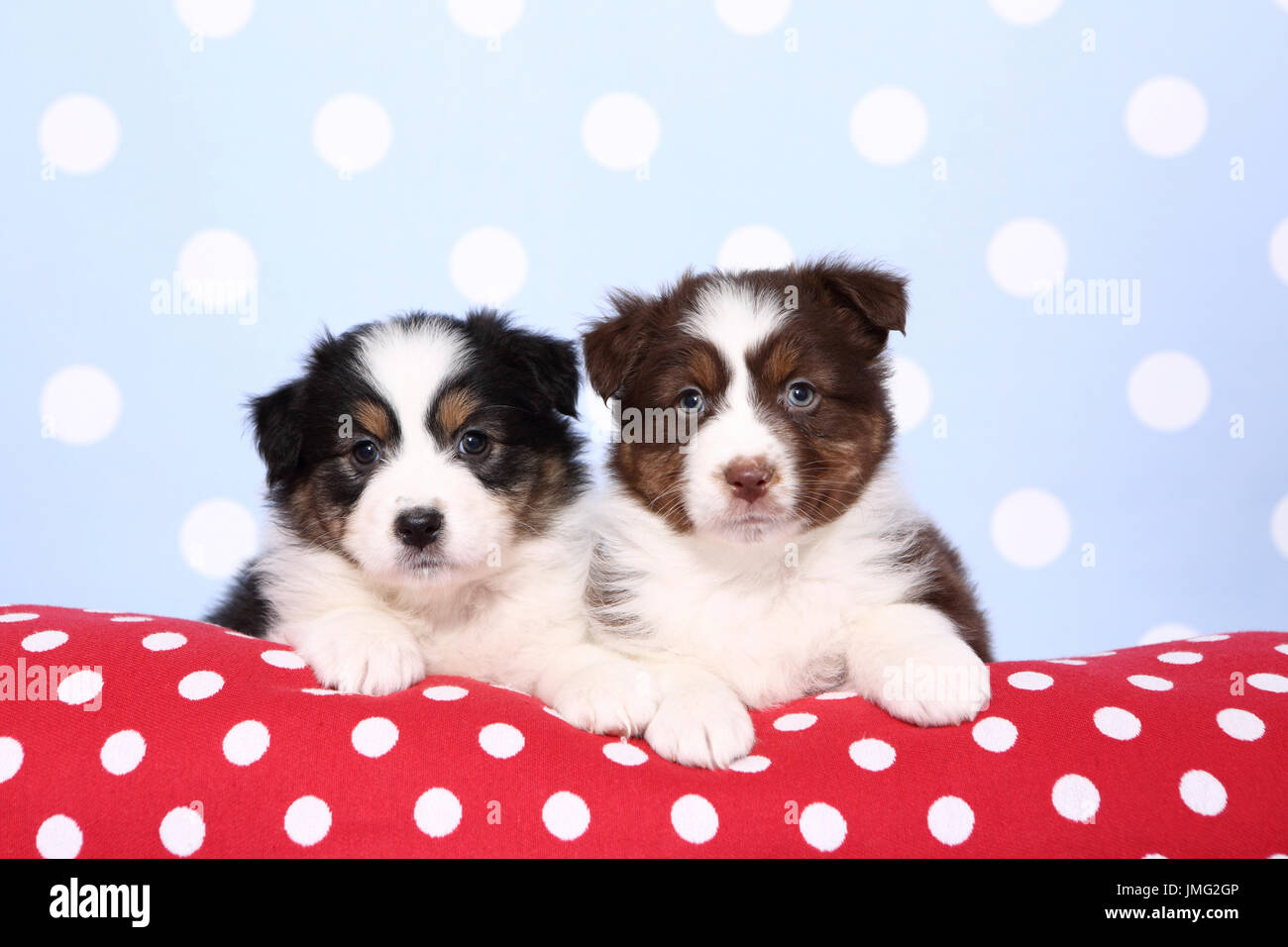 Pastore australiano. Due cuccioli (6 settimane di età) giacente su un rosso cushiont con il bianco a pois. Studio Immagine contro uno sfondo blu con il bianco a pois. Germania Foto Stock