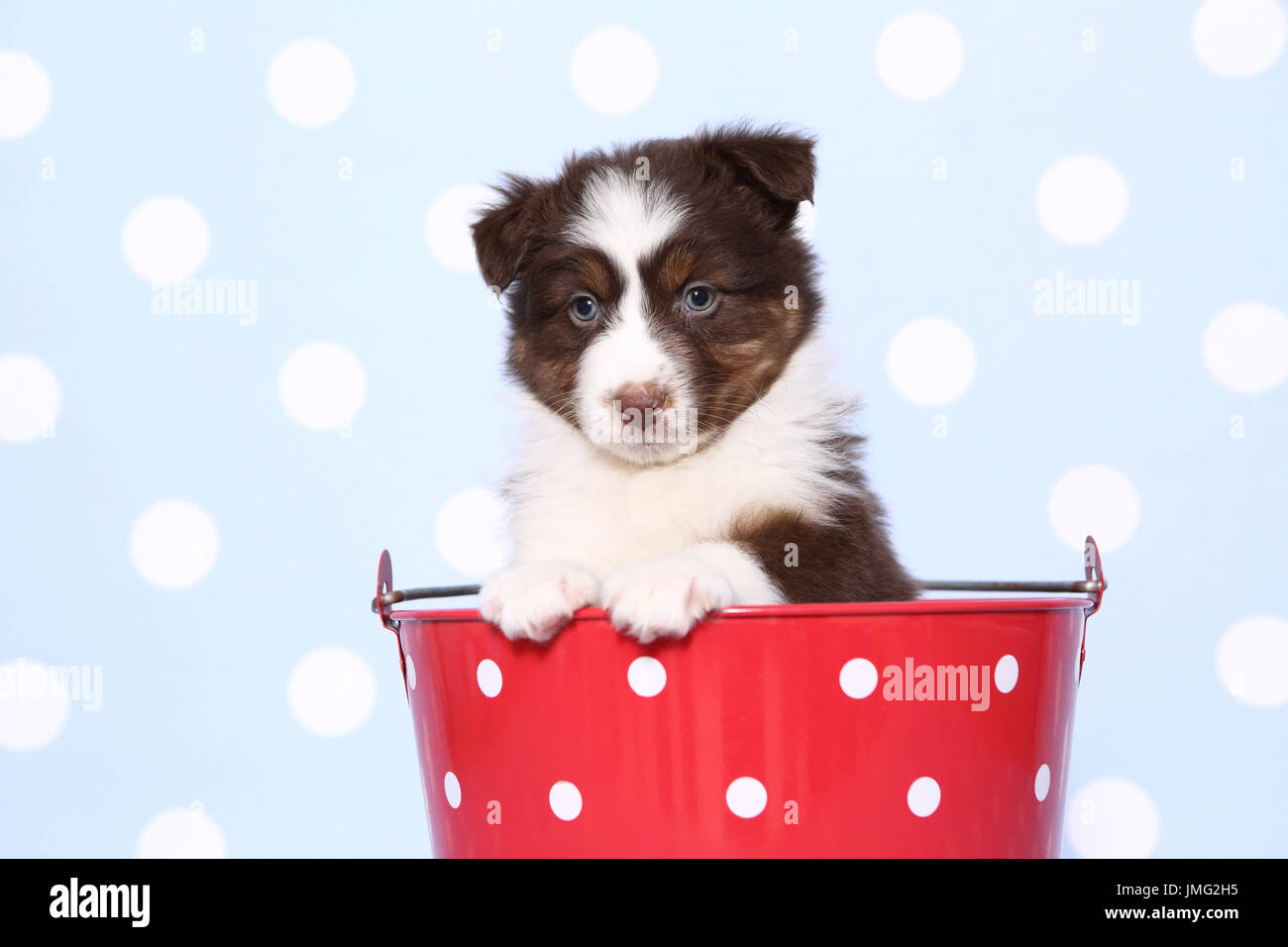 Pastore australiano. Cucciolo (6 settimane di età) seduto in un secchio rosso con il bianco a pois. Studio Immagine contro uno sfondo blu con il bianco a pois. Germania Foto Stock