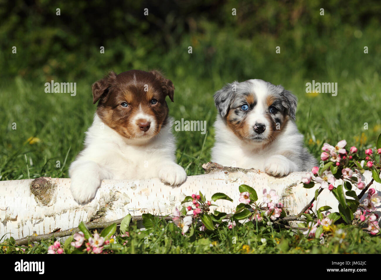 Pastore australiano. Due cuccioli (5 settimane di età) seduti dietro un registro di betulla e fioritura di ramoscelli di ciliegio. Germania Foto Stock
