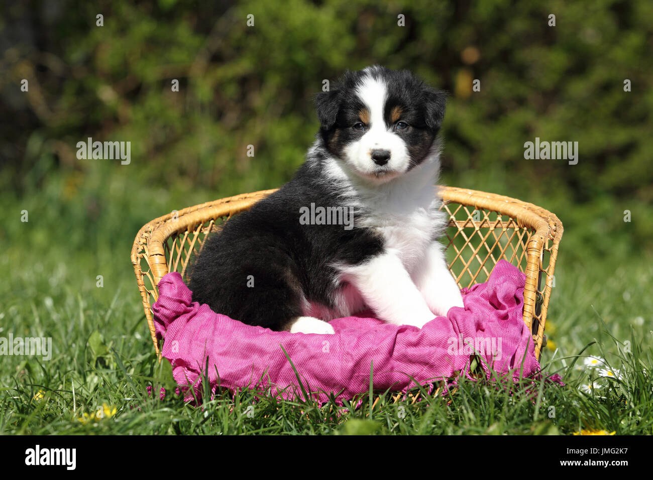 Pastore australiano. Cucciolo (5 settimane di età) seduto su un piccolo banco di vimini. Germania Foto Stock