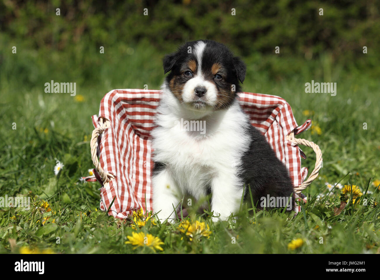 Pastore australiano. Cucciolo (5 settimane di età) seduto in un cestello in erba. Germania Foto Stock