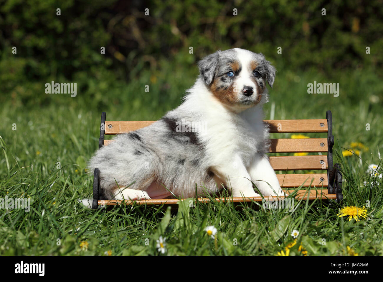 Pastore australiano. Cucciolo (5 settimane di età) seduto su un piccolo banco in legno. Germania Foto Stock