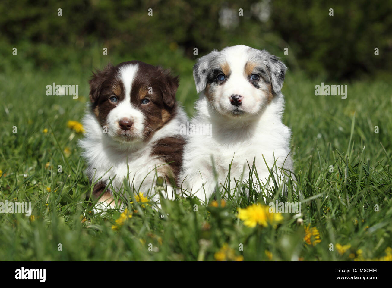 Pastore australiano. Due cuccioli (5 settimane di età) seduto in erba. Germania Foto Stock