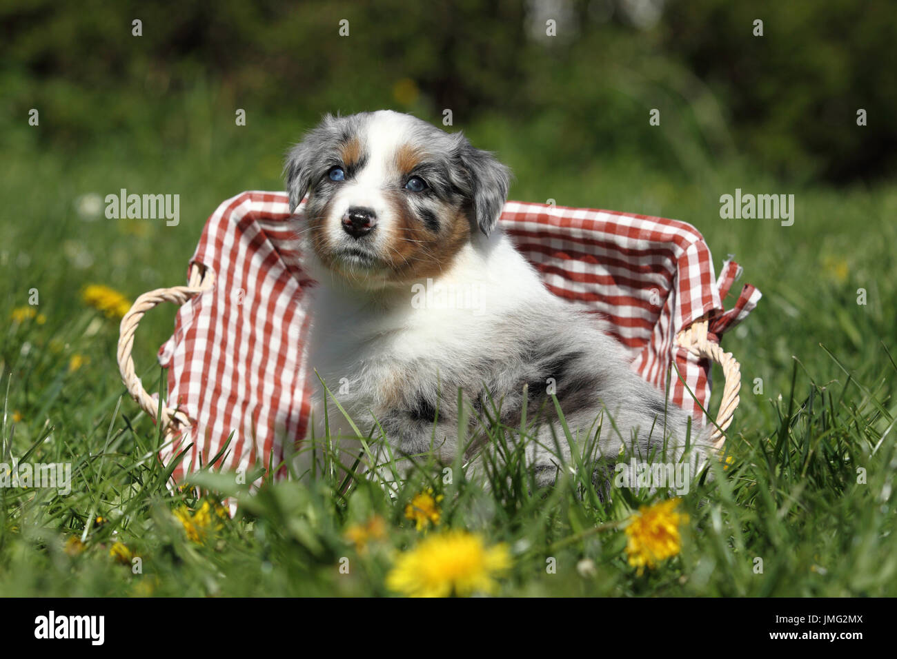 Pastore australiano. Cucciolo (5 settimane di età) seduto in un cestello in erba. Germania Foto Stock