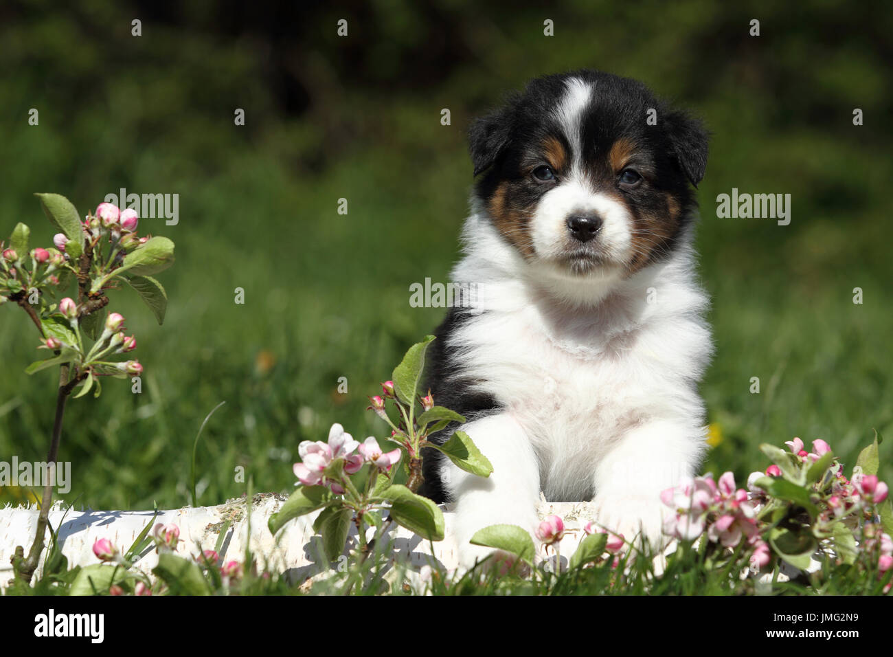 Pastore australiano. Cucciolo (5 settimane di età) seduti dietro un registro di betulla e fioritura di ramoscelli di ciliegio. Germania Foto Stock