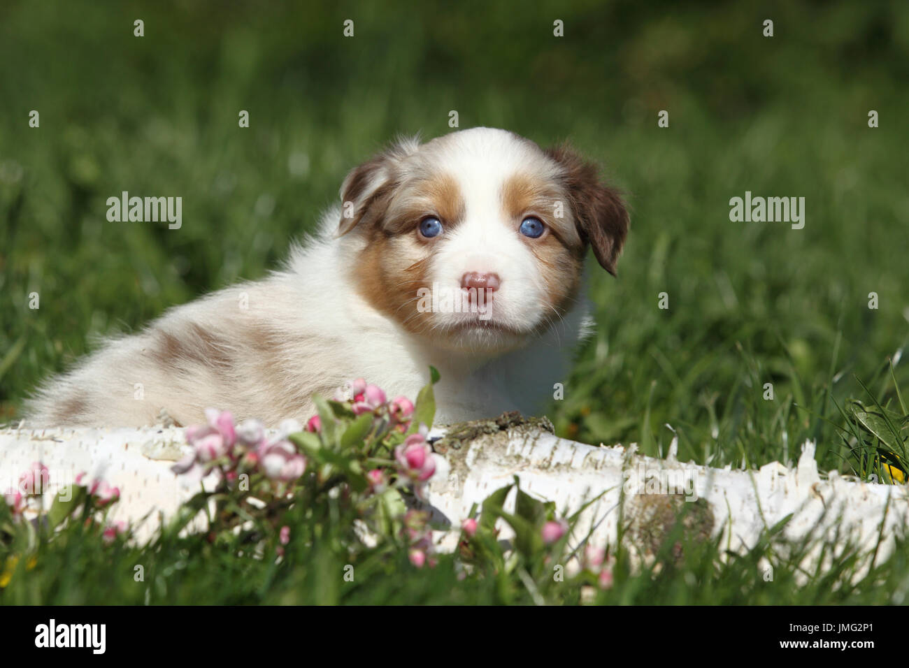Pastore australiano. Cucciolo (5 settimane di età) che giace dietro un registro di betulla e fioritura di ramoscelli di ciliegio. Germania Foto Stock