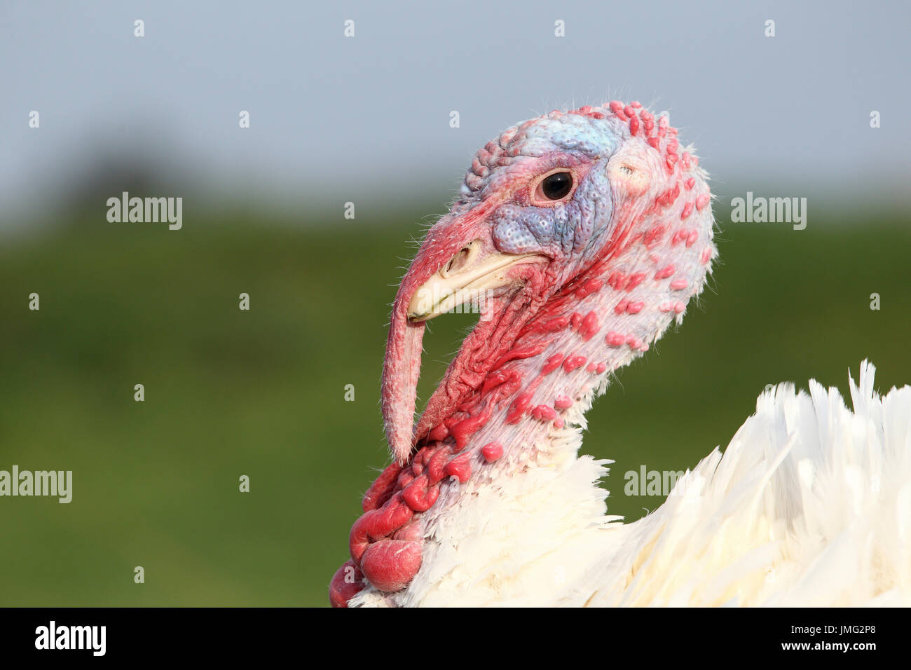 La Turchia domestico. Ritratto di fattoria di bianco della Turchia. Francia Foto Stock