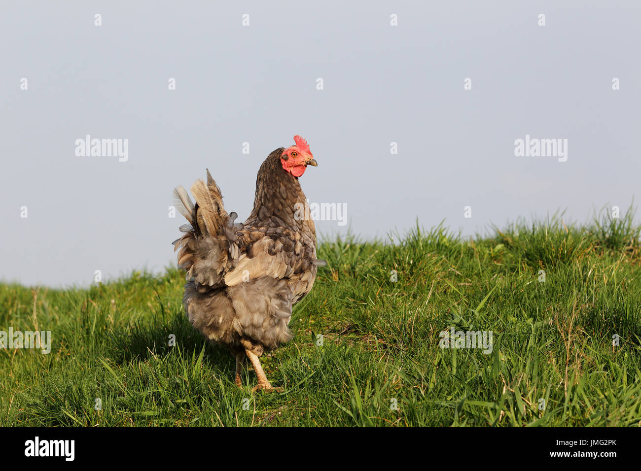 Pollo domestico, Koenigsberger pollo. Hen in piedi in erba. Germania Foto Stock