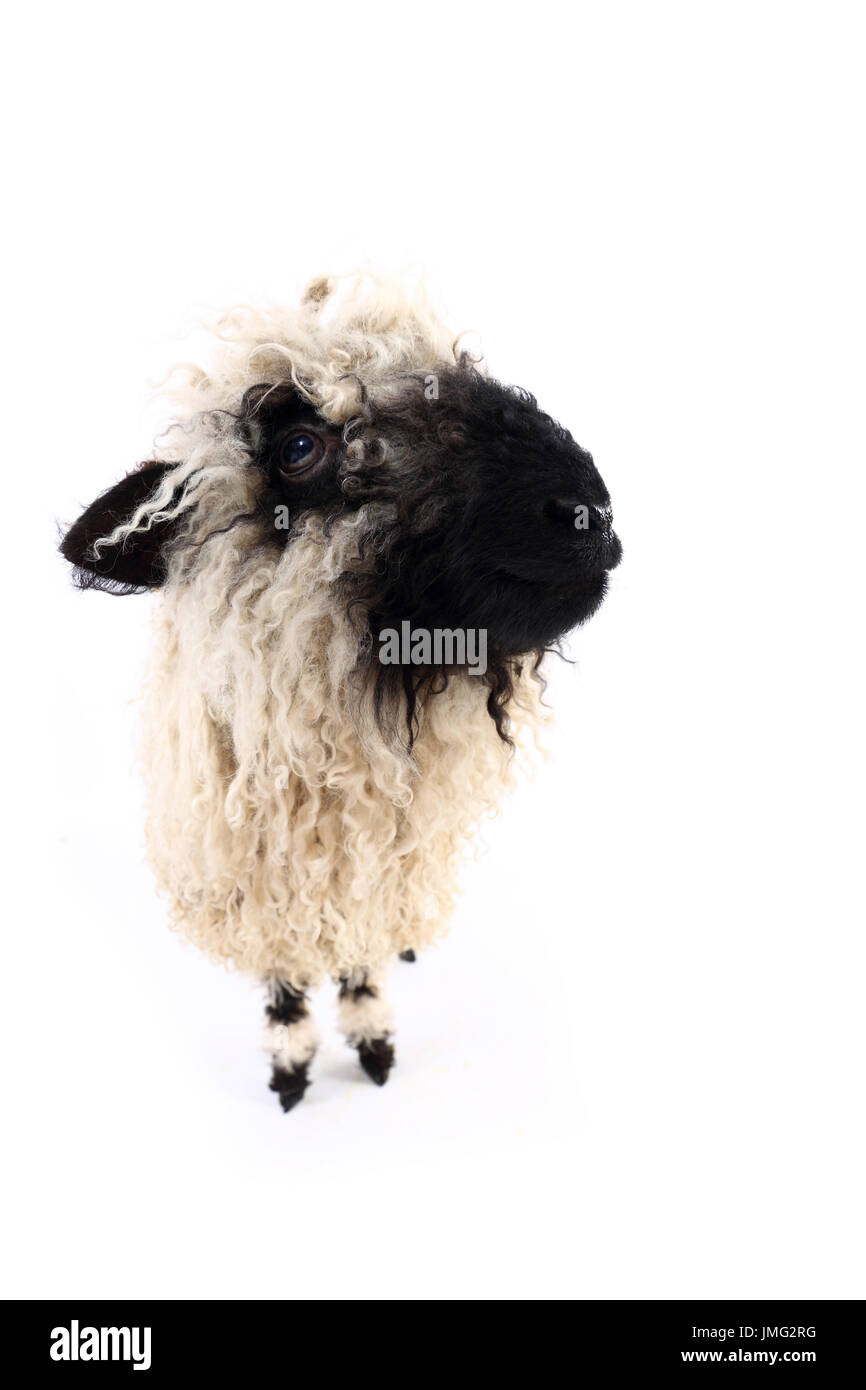 Vallese Blacknose pecore. Agnello in piedi. Studio Immagine contro uno sfondo bianco. Germania Foto Stock