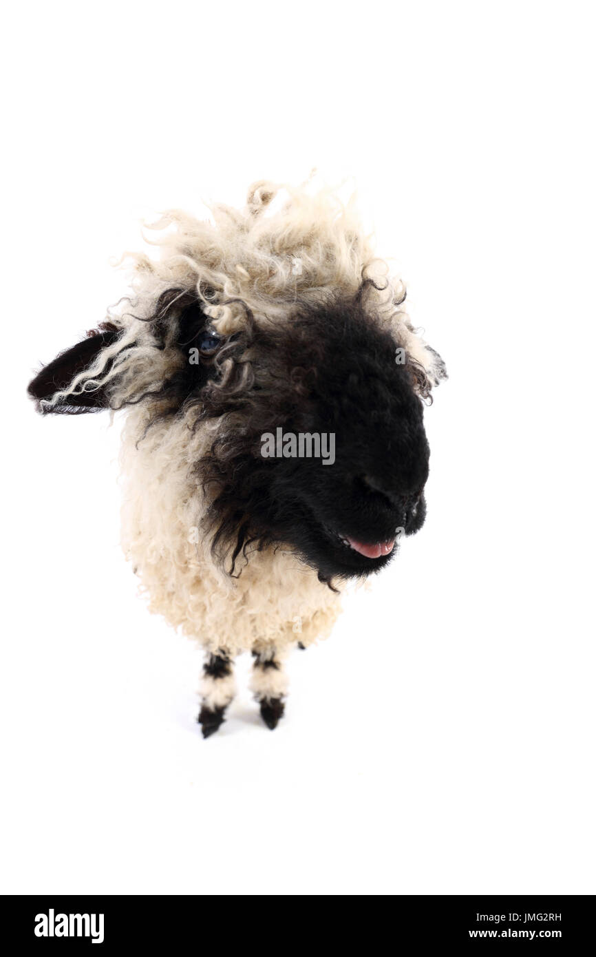 Vallese Blacknose pecore. Agnello in piedi mentre belati. Studio Immagine contro uno sfondo bianco. Germania Foto Stock