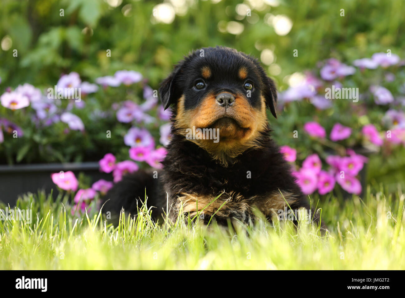 Rottweiler. Cucciolo (6 settimane di età) seduti in un giardino fiorito. Germania Foto Stock