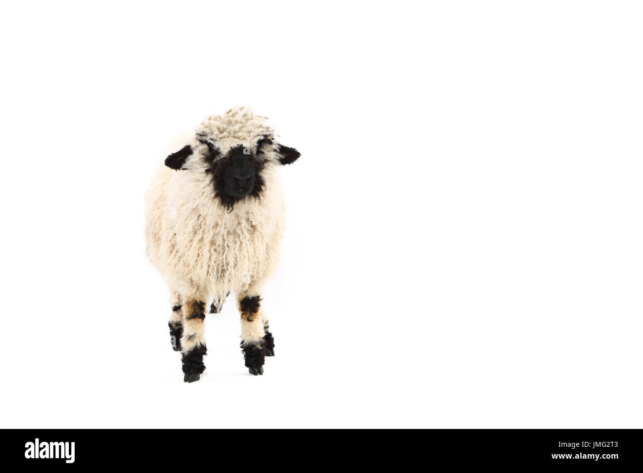 Vallese Blacknose pecore. Agnello in piedi. Studio Immagine contro uno sfondo bianco. Germania Foto Stock