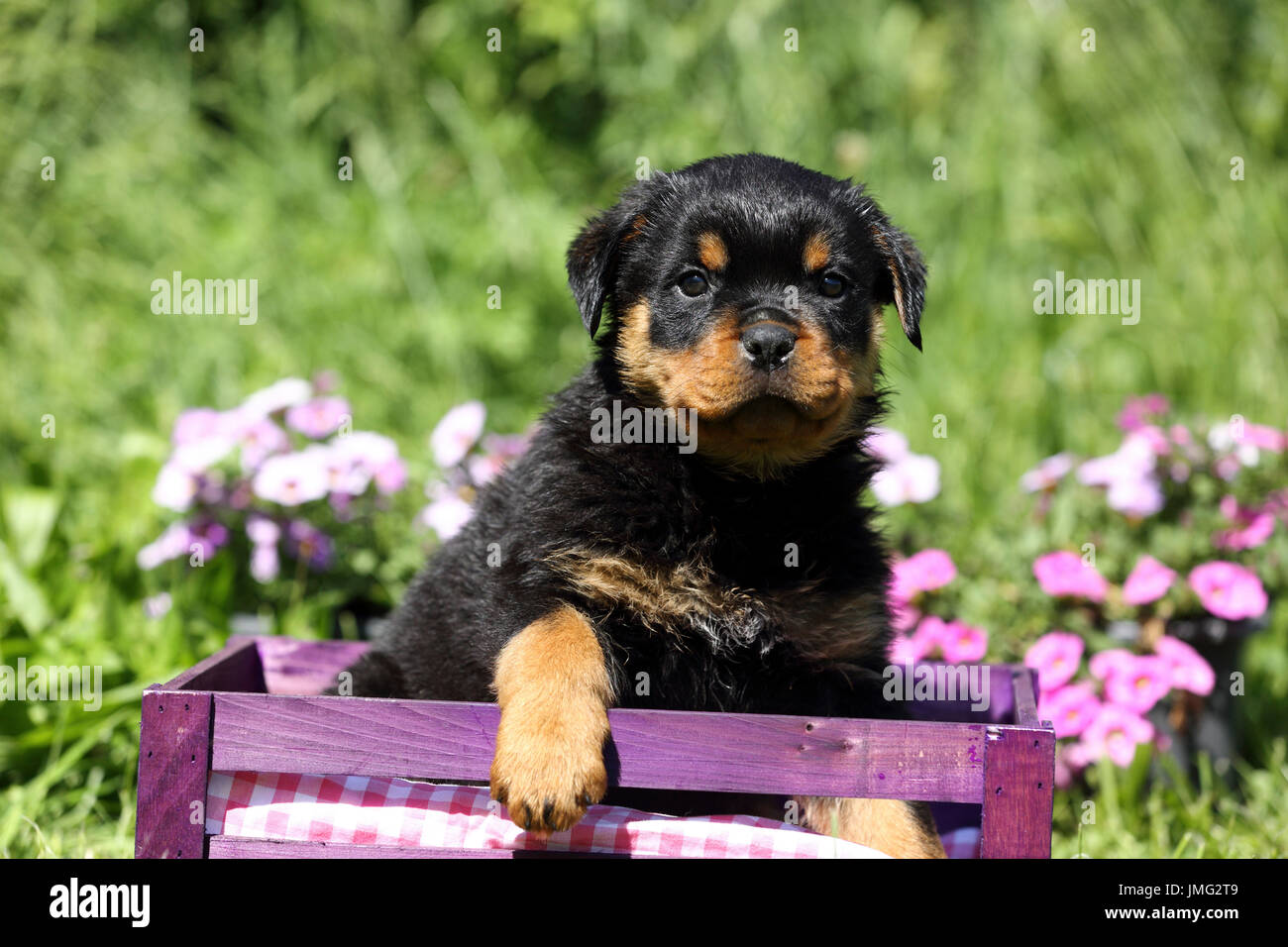 Rottweiler. Cucciolo (6 settimane di età) seduto in una gabbia di viola in un giardino fiorito. Germania Foto Stock