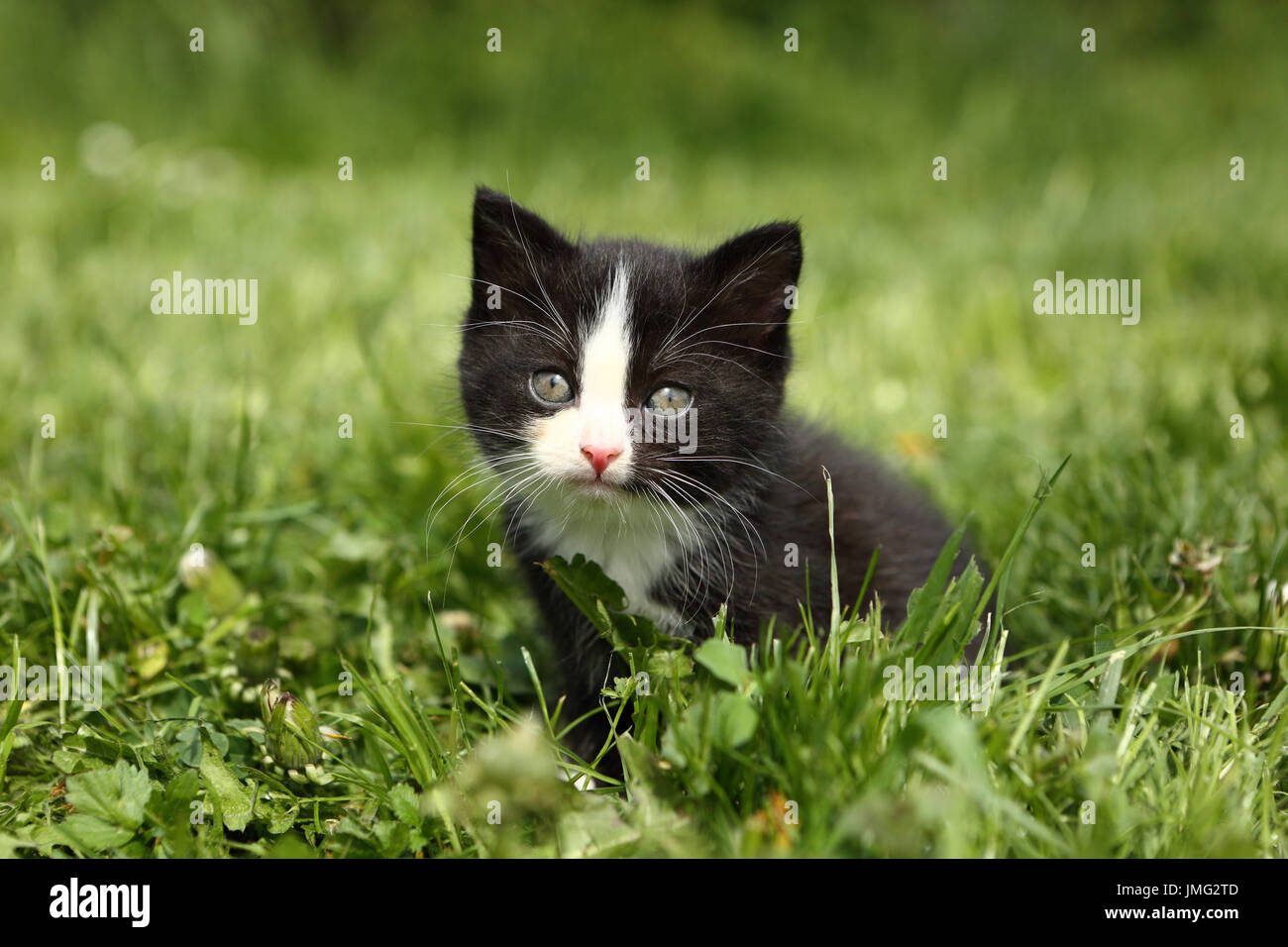 Il gatto domestico. In bianco e nero gattino (6 settimane di età) seduto in erba. Germania Foto Stock