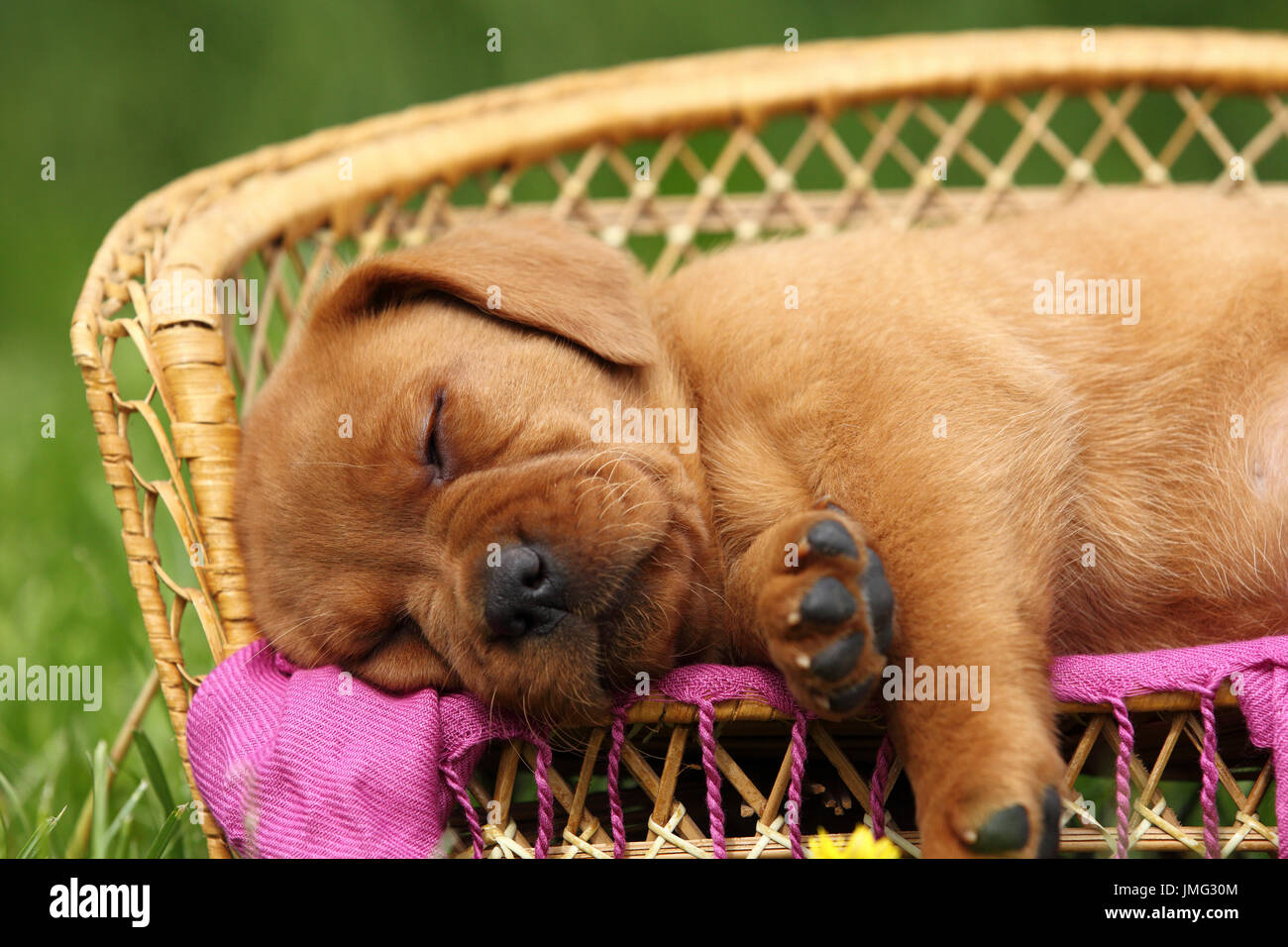 Il Labrador Retriever. Cucciolo (6 settimane di età) dormire su un banco di lavoro. Germania Foto Stock