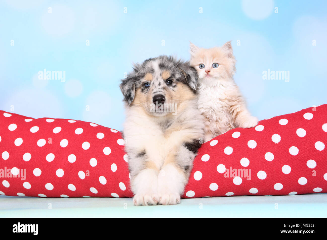 Amerikanischer Collie e Selkirk Rex. Cucciolo (6 settimane di età) e gattino sdraiato su un cuscino rosso con il bianco a pois. Studio Immagine contro un fondo azzurro. Germania Foto Stock