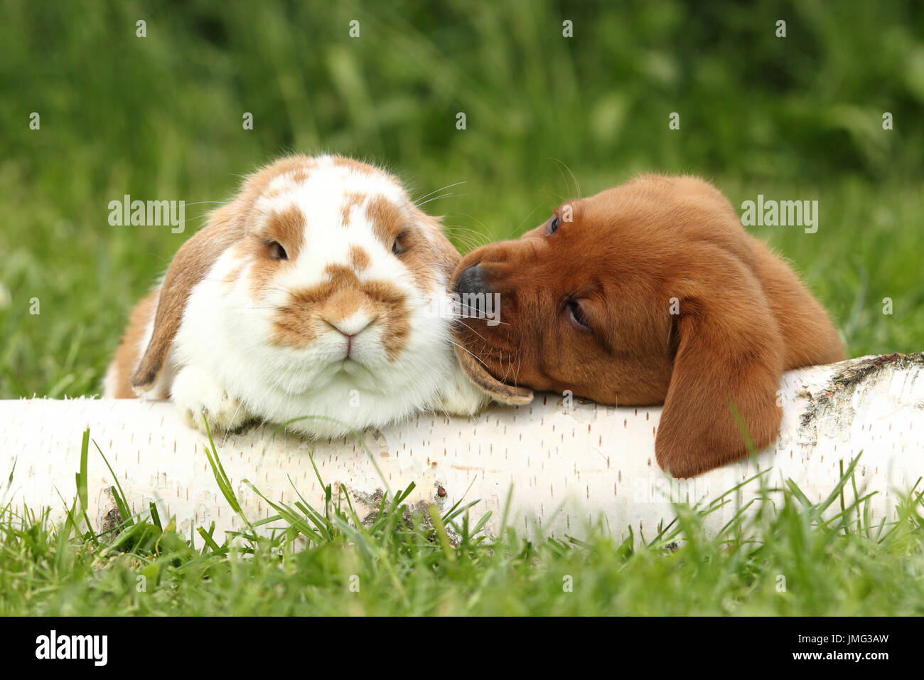 Il Labrador Retriever e Dwarf Lop-eared bunny. Cucciolo (6 settimane di età) sniffing al coniglio, mentre giaceva su un registro di betulla. Germania Foto Stock Il Labrador Retriever e Dwarf Lop-eared bunny. Cucciolo (6 settimane di età) sniffing al coniglio, mentre giaceva su un registro di betulla. Germania Foto Stock