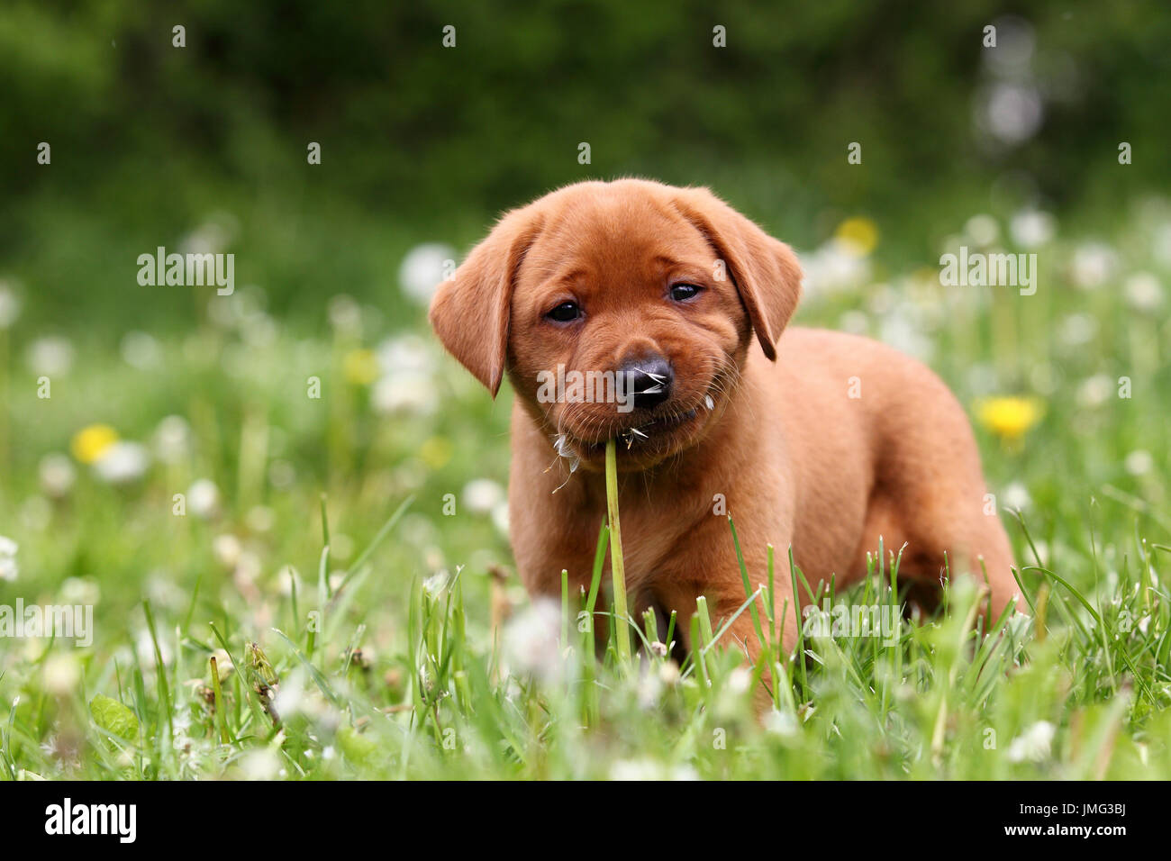 Il Labrador Retriever. Cucciolo (6 settimane di età) rosicchia il blowball. Sequenza: 3 di 4. Germania Foto Stock