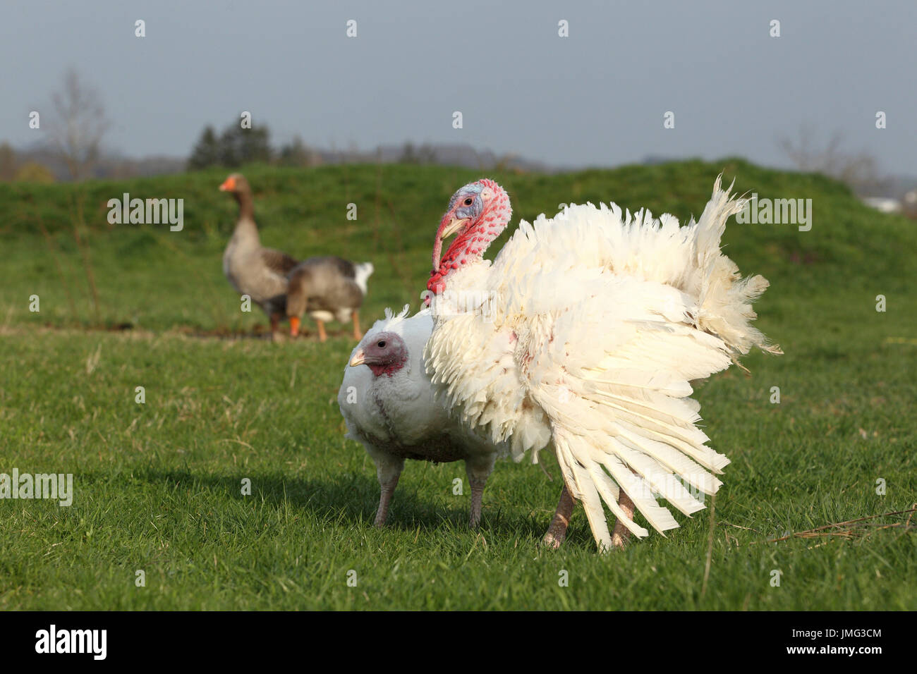 Pollame domestico (Turchia e oche Giovane) su un prato. Germania Foto Stock