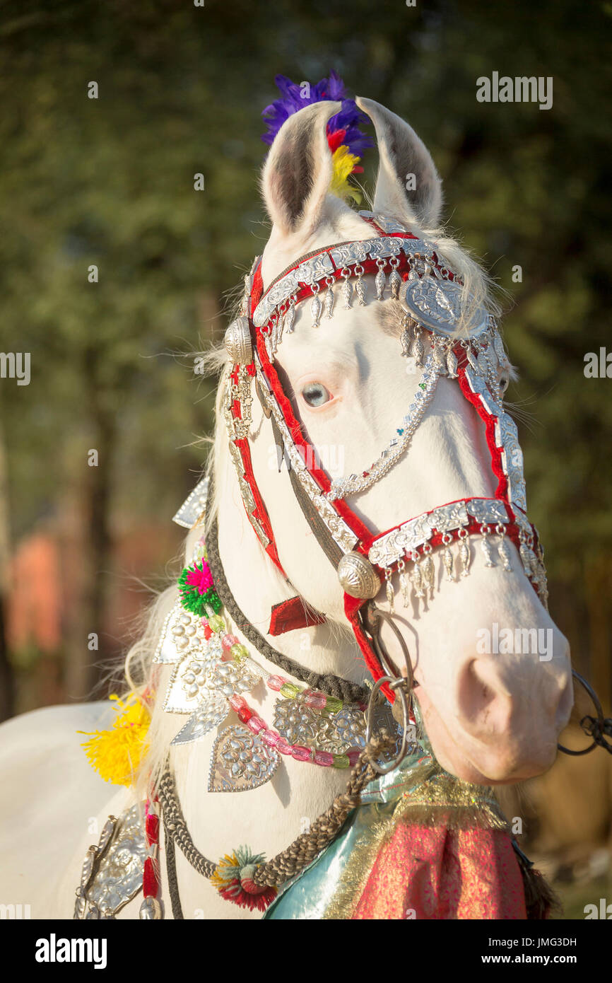 Marwari Horse. Ritratto di bianco dominante il mare decorate con copricapo colorati. Rajasthan, India Foto Stock