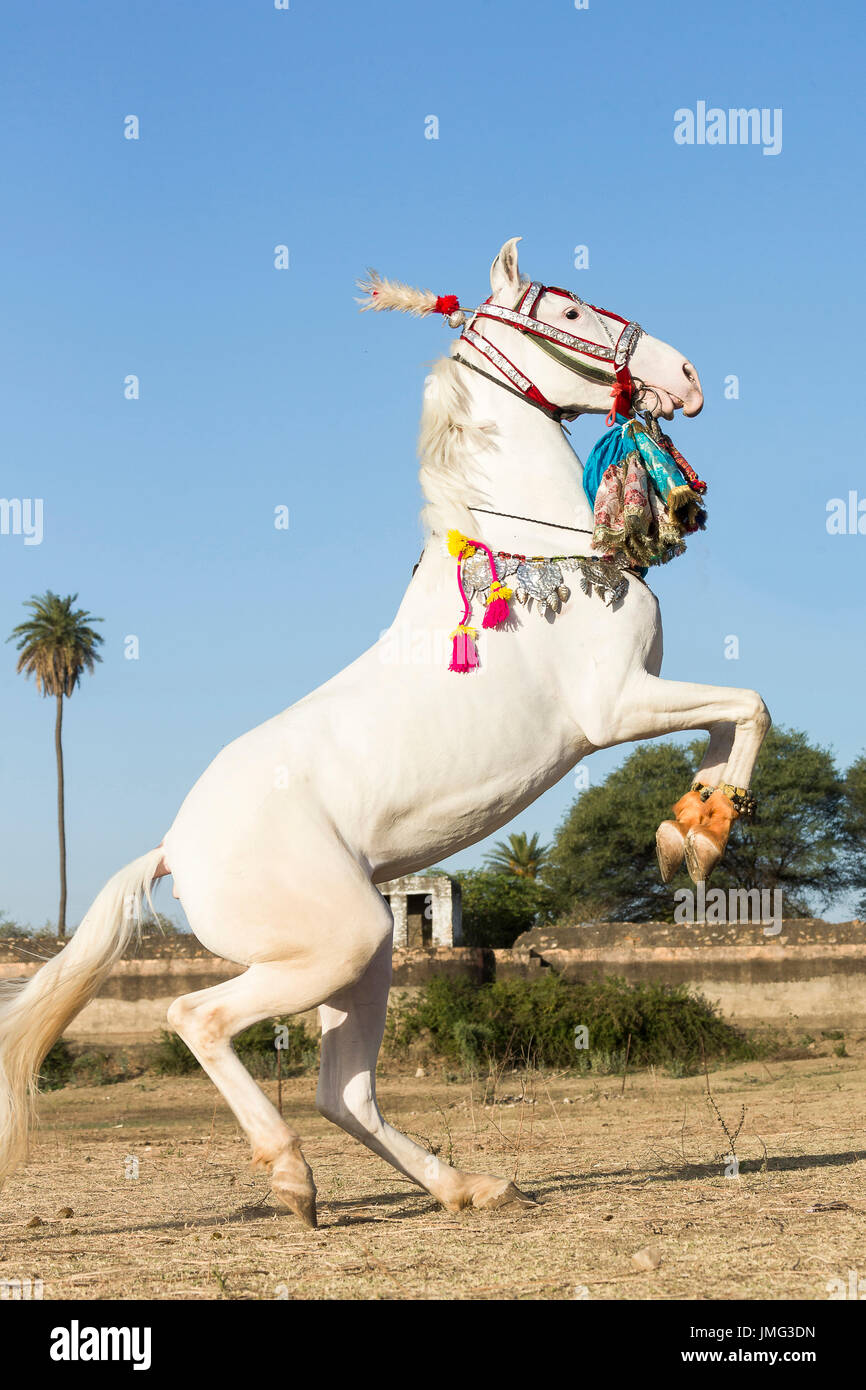 Marwari Horse. Bianco dominante il mare allevamento durante una tradizionale danza del cavallo. Rajasthan, India Foto Stock