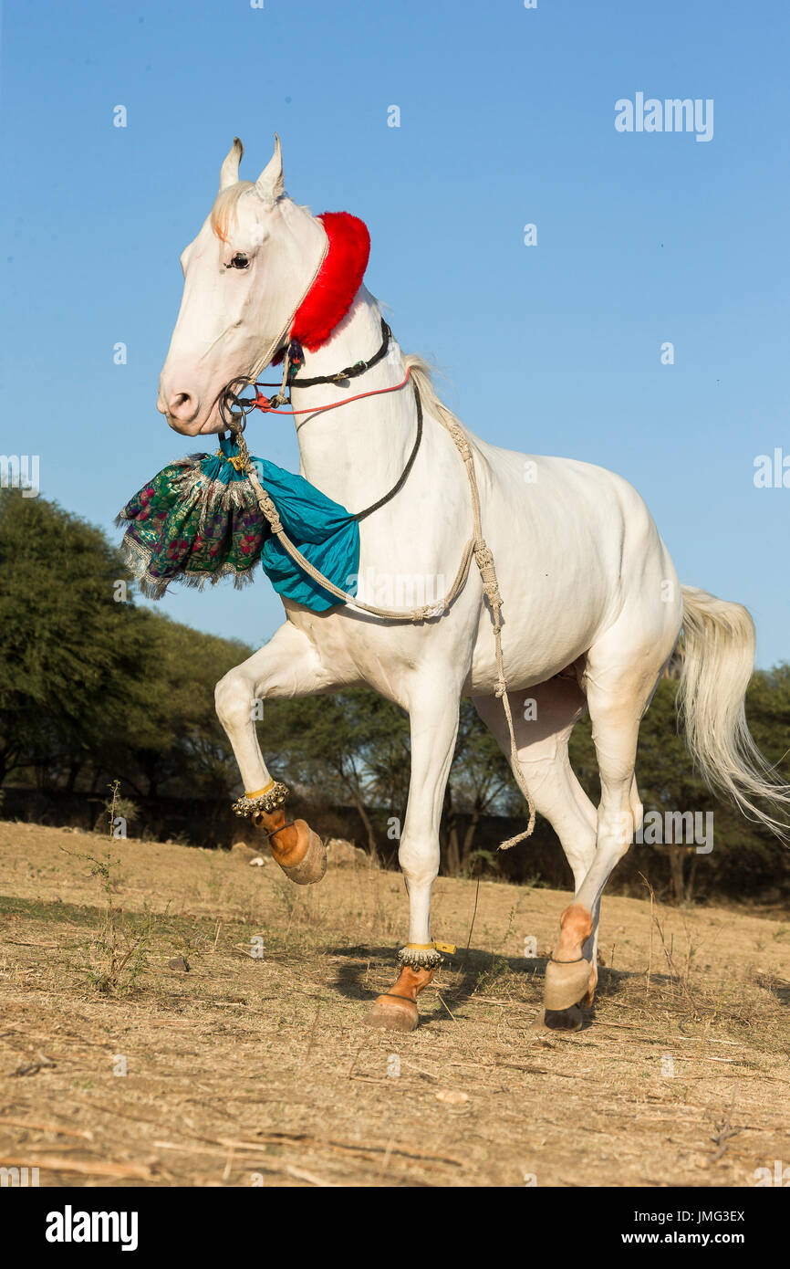 Marwari Horse. Bianco dominante il mare di eseguire un Piaffe durante una tradizionale danza del cavallo. Rajasthan, India Foto Stock