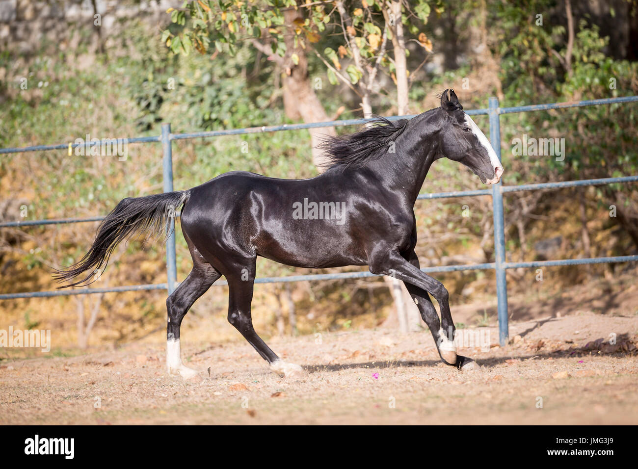 Marwari Horse. Mare Nero al galoppo in un paddock. India Foto Stock