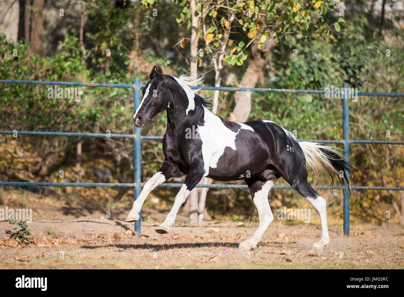 Marwari Horse. Pezzati stallone al galoppo in un paddock. India Foto Stock